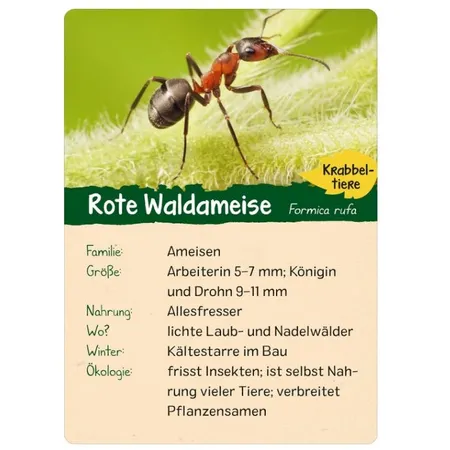 ars Edition Naturforscher Kids: Wald (Karten)
