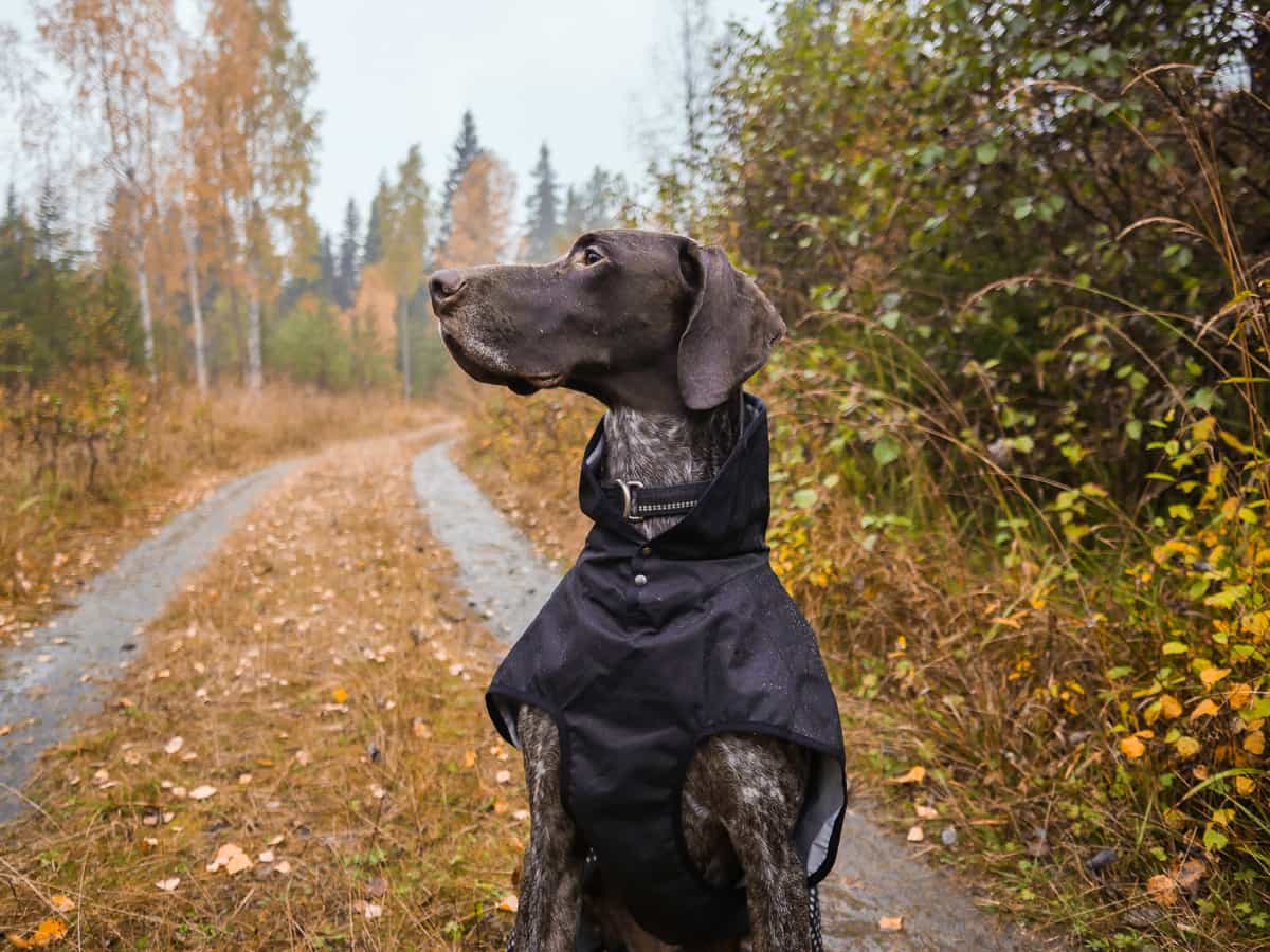 Non-stop Dogwear Pro Raincoat