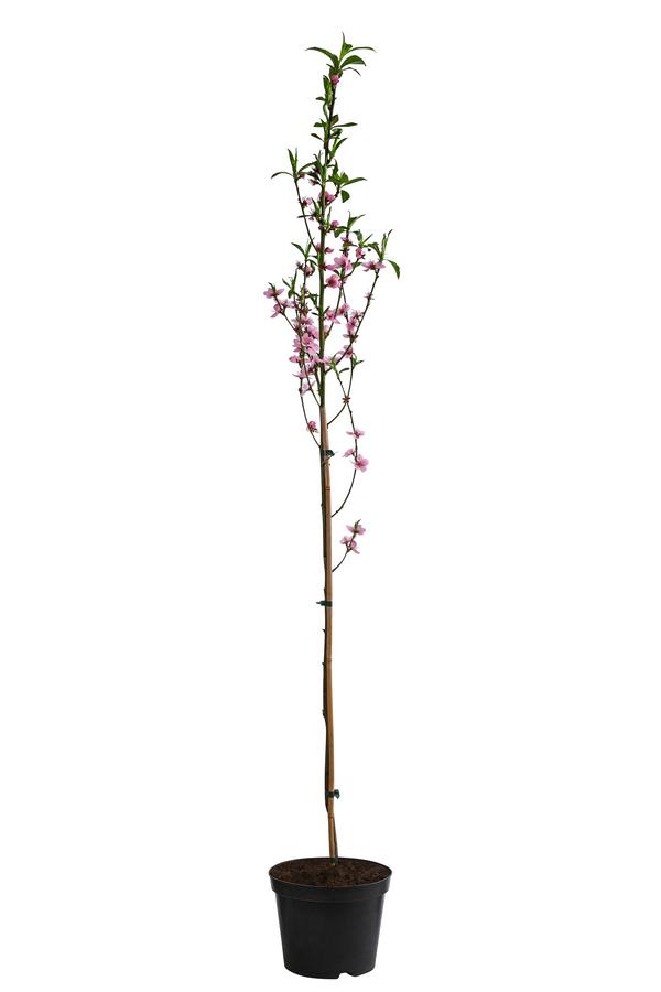 Säulennektarine 'Fantasia'