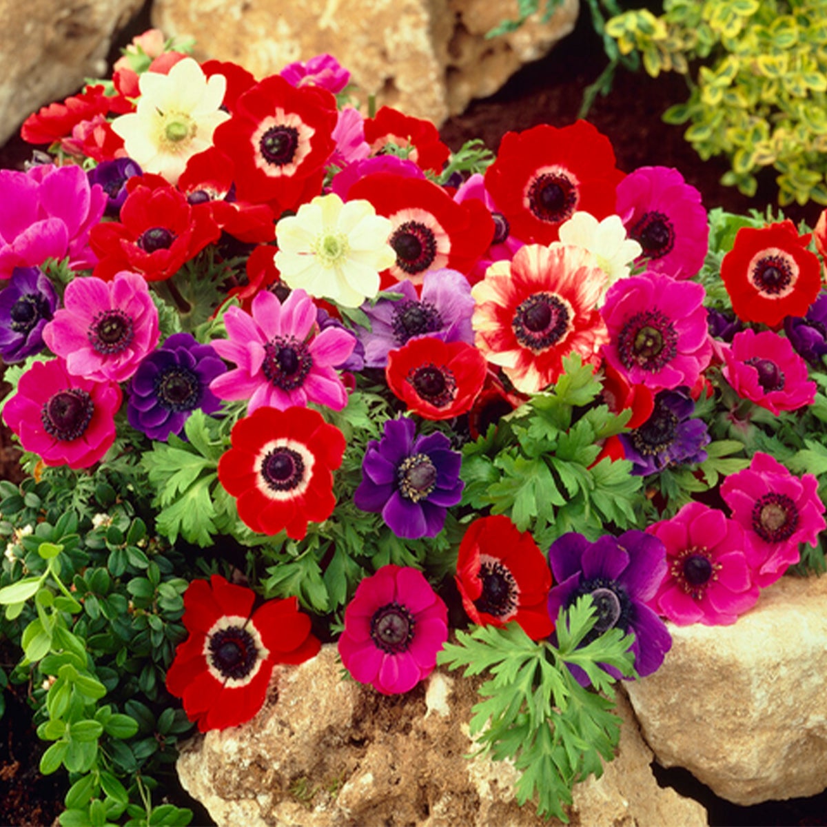 Bloomique – Mix van 50 – Anemone De Caen – Tuinanemoon – Kleurenmix – Bloembollen – Voorjaarsbloeier – Vaste planten – Wordt 20–25 cm hoog