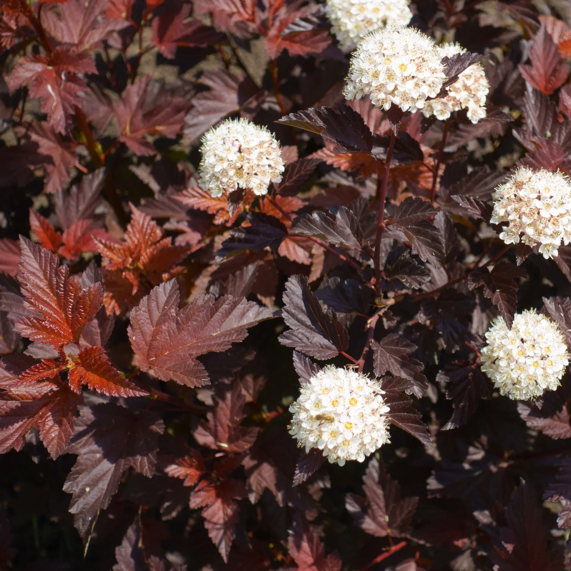 Physocarpus opulifolius ALL BLACK ('Minall2') Blærespirea ALL BLACK Ø22 cm