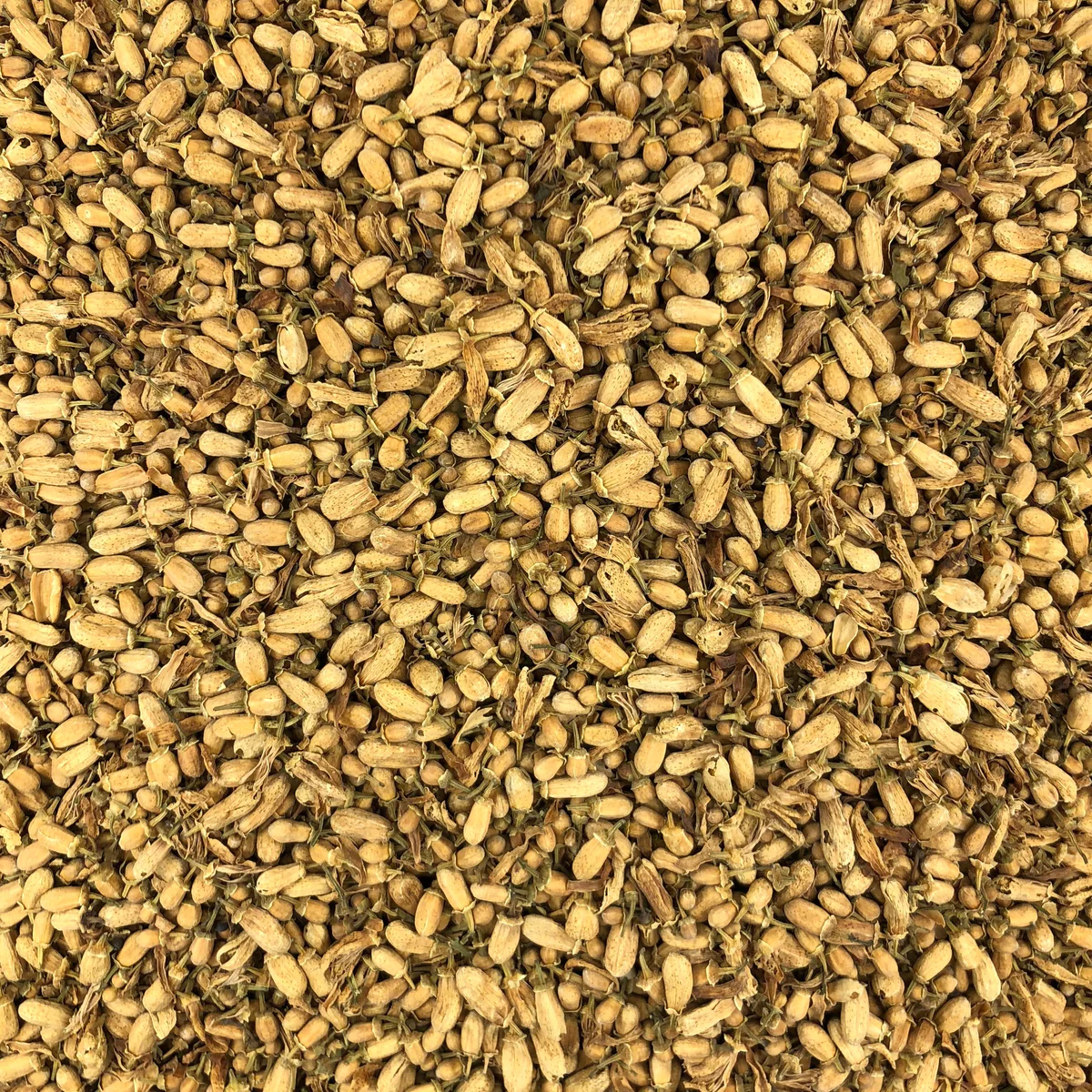 Oranger Bouton Bio en Vrac 1kg Vrac Bio