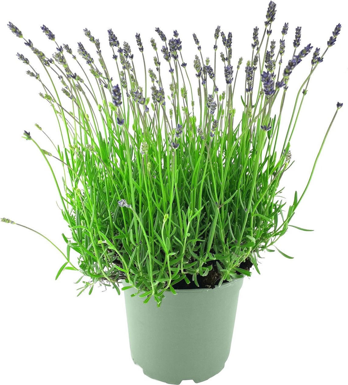 Lavendel (Lavandula angustifolia 'Munstead') D 17 H 30 cm