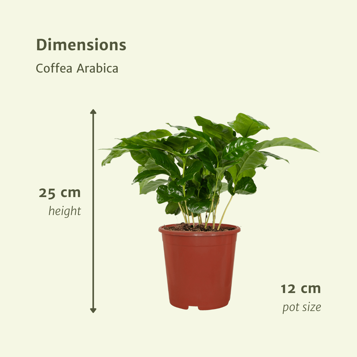 Plante d'intérieur - caféier - lot de 2 25cm
