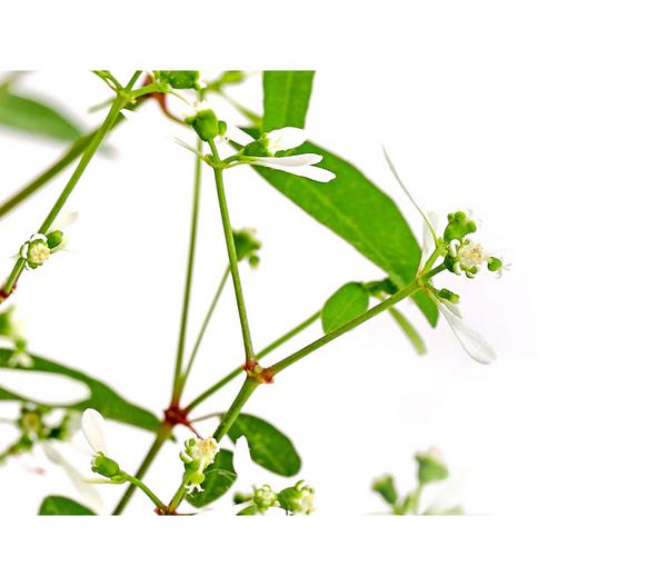 Beet- & Balkonpflanzen-Set Sommerpurpur,