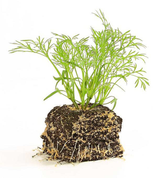 Dill, 6er Schale