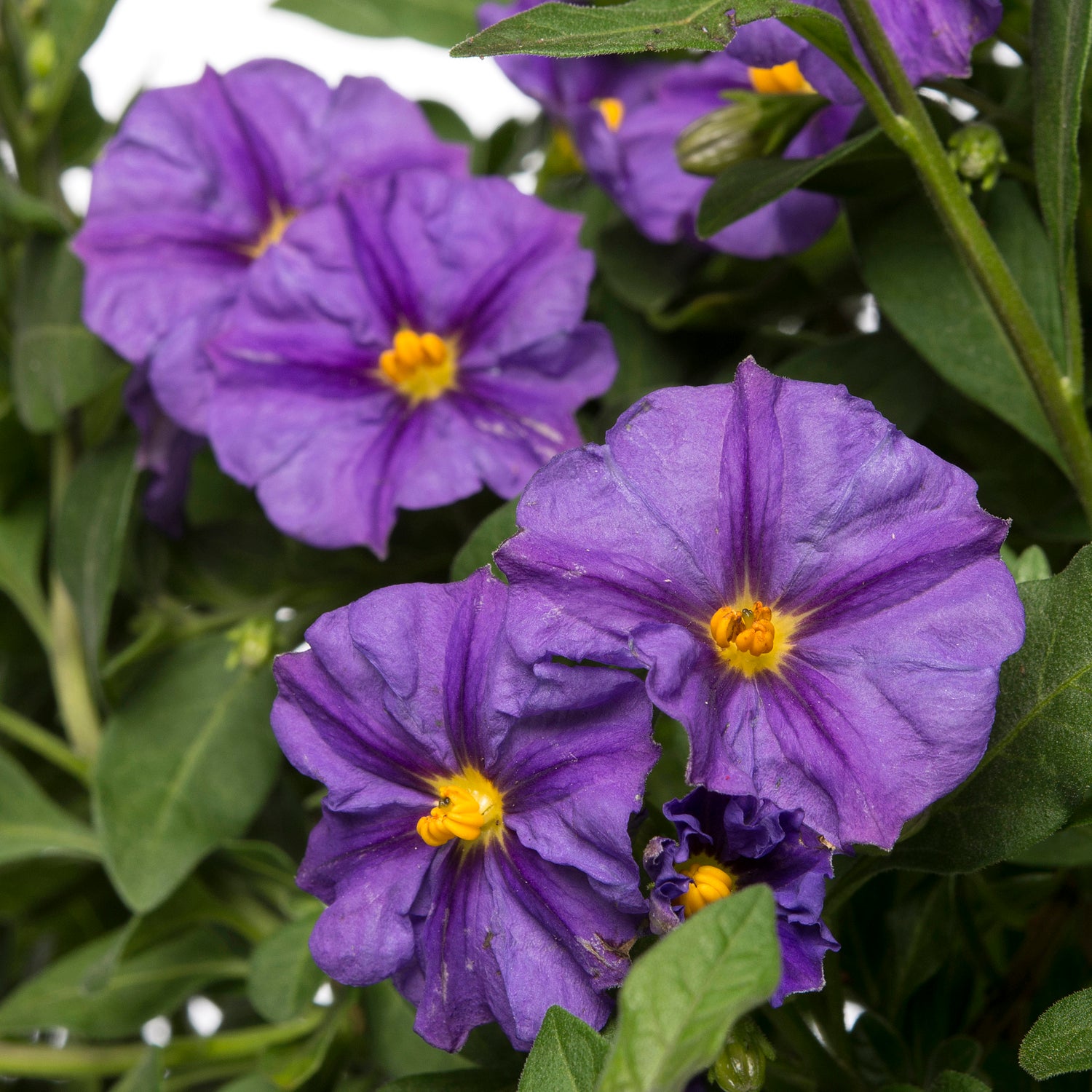 Nachtschade op stam (Solanum rantonetti 'Blue Fountain') D 19 H 75 cm
