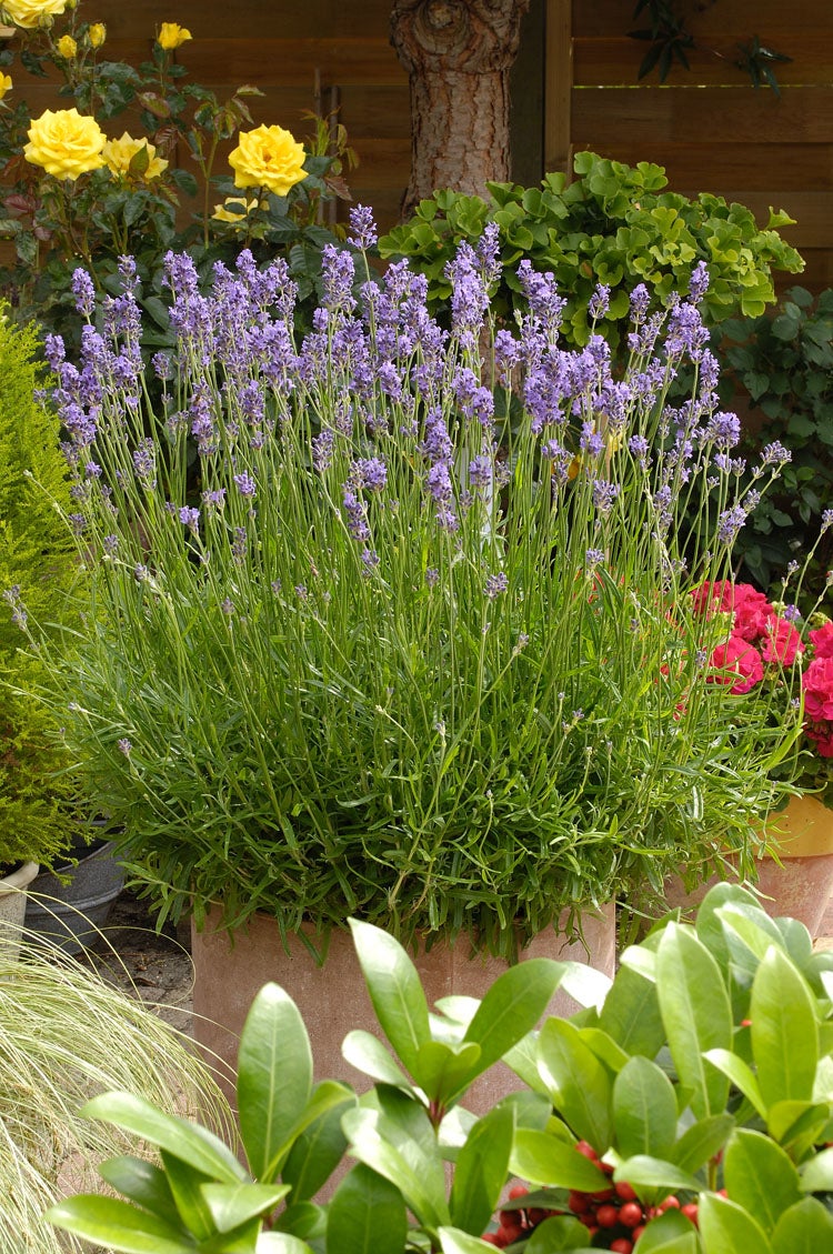 Lavendel (Lavandula angustifolia 'Munstead') D 9 H 15 cm