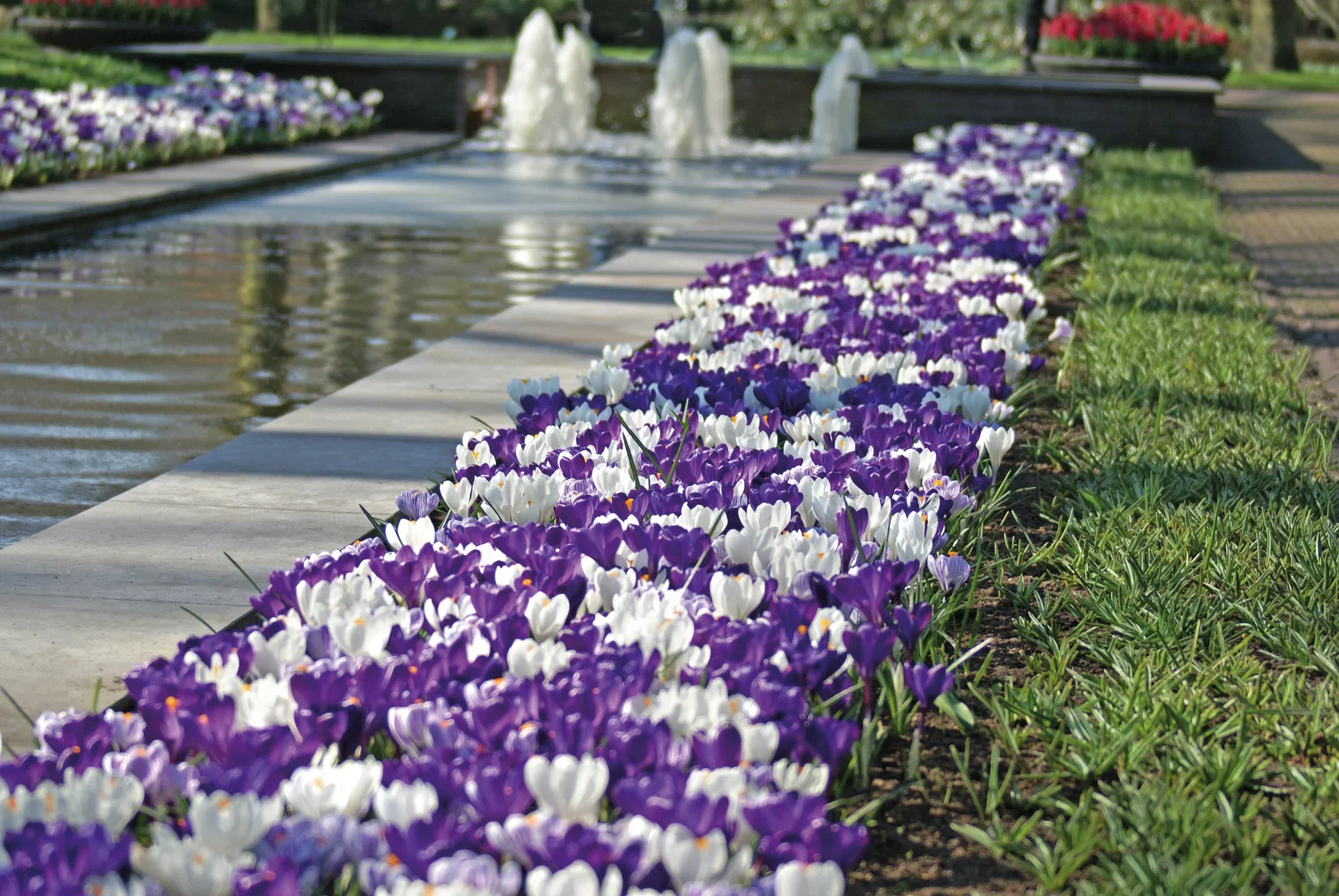 Crocus Krokus miks Delft Blue