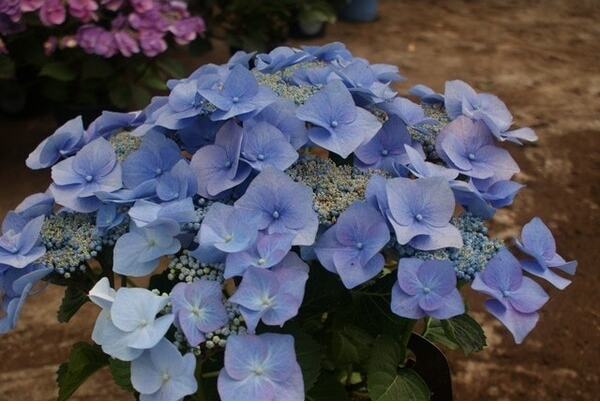 Hortensia (Hydrangea macrophylla 'Bodensee') D 17 H 30 cm