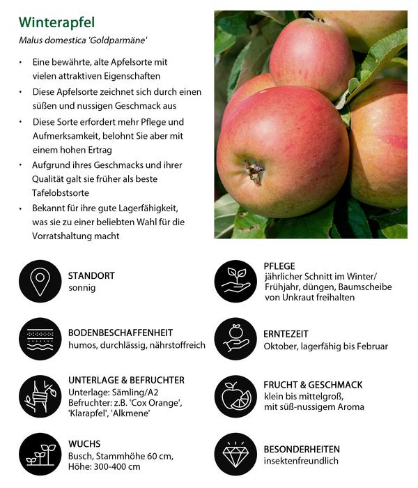 Winterapfel 'Goldparmäne'