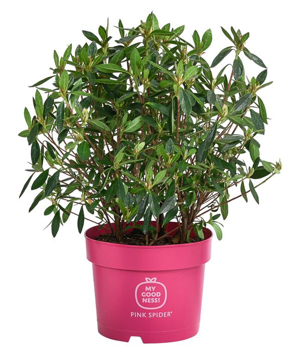 Japanische Azalee 'Pink Spider®'