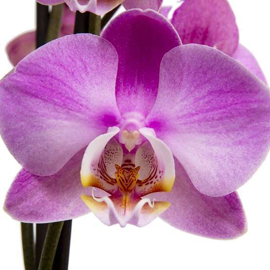 Orchidée Phalaenopsis 4 tiges - pot D.12 cm