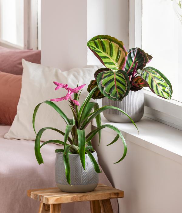 Dehner Übertopf-Set Pink Beauties, 2-teilig