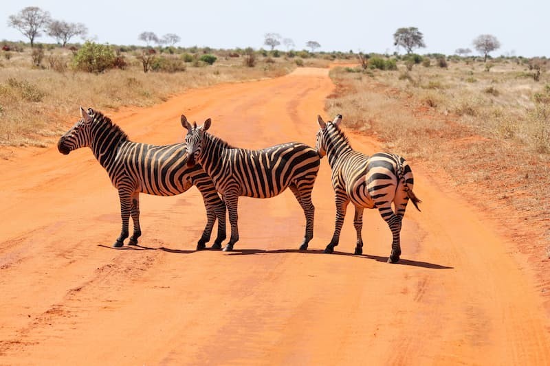 Safarireis Kenia: Tsavo & Taita