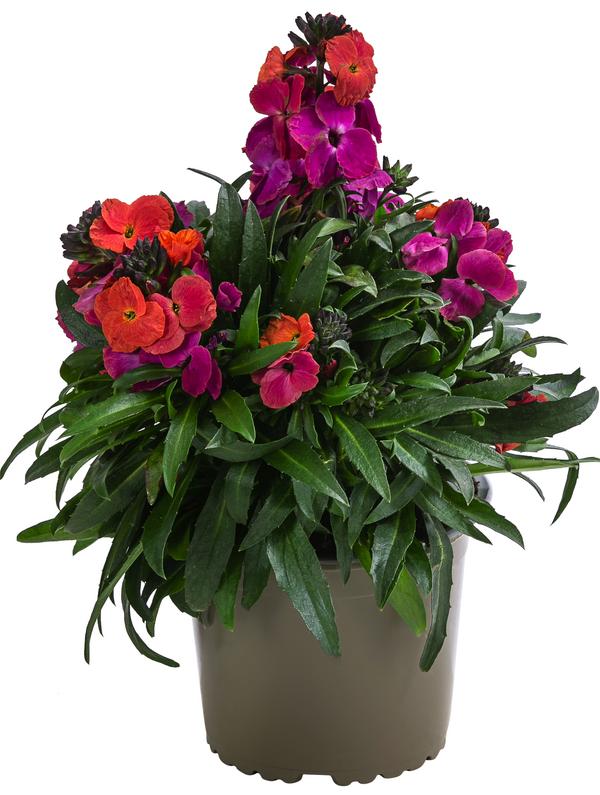 Schöterich, verschiedene Farben