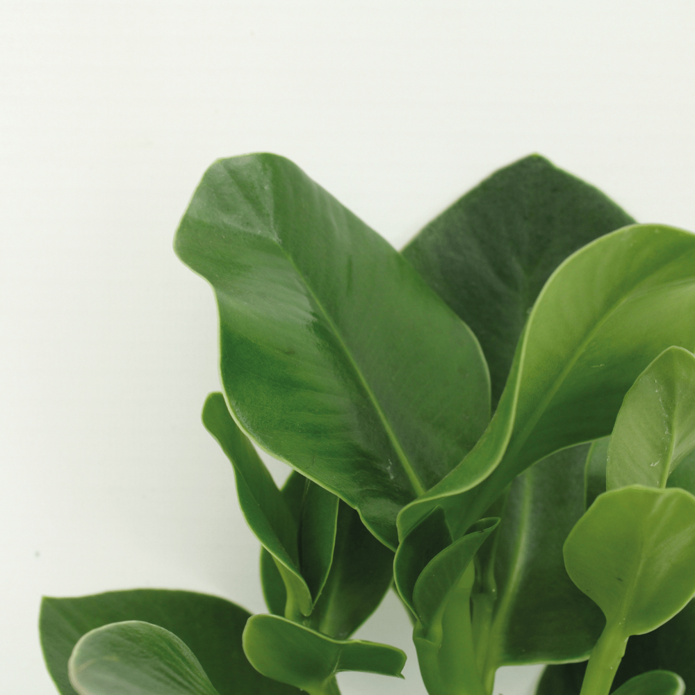 Plante d'intérieur - clusia princess - lot de 2 15cm