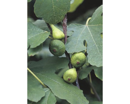 Vijgenboom FloraSelf Ficus carica halfstam H 40-60 cm Totale hoogte ca. 80-100 cm Co 15 L