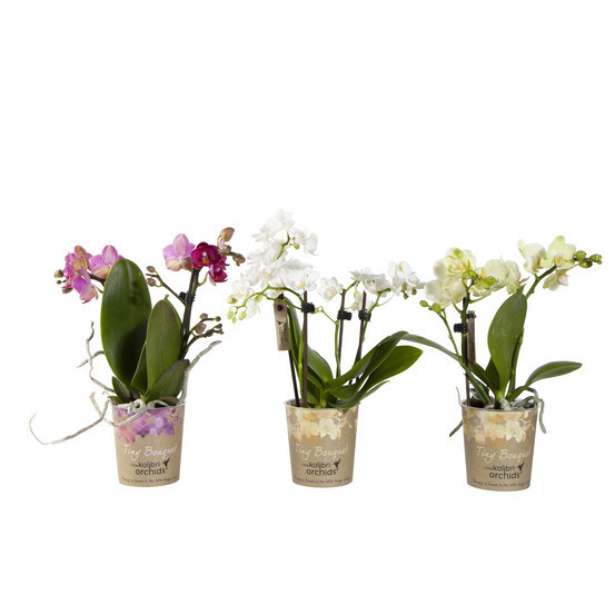Orchidée Phalaenopsis 'Tiny Bouquet' 2 tiges - pot D.9 cm