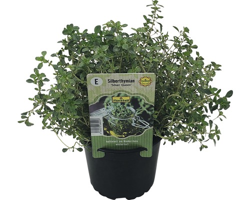 Zilvertijm FloraSelf Thymus citriodorus 'Silver Queen' Ø 12 cm pot