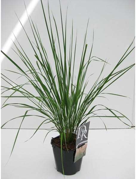 Struisriet (Calamagrostis acutiflora 'Karl Foerster') D 9 H 10 cm
