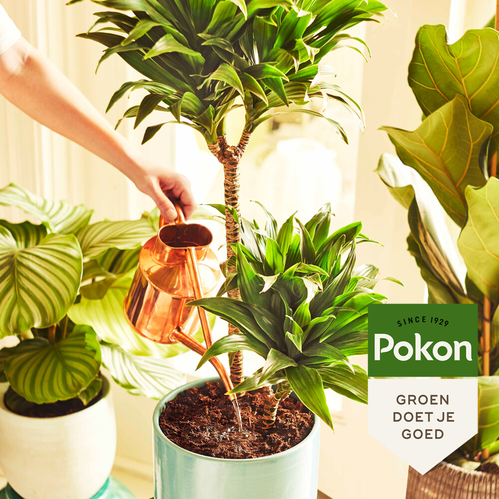 Pokon Potgrond Kamerplanten10 liter
