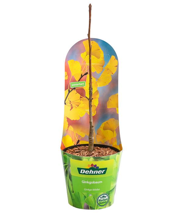 Ginkgobaum - Fächerblattbaum