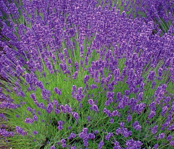 Lavendel 'Royal Blue'