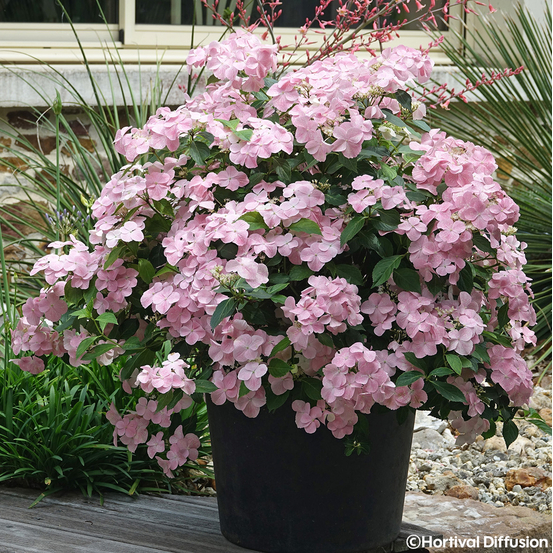 Hydrangea 'French Bolero®' - Pot 6L