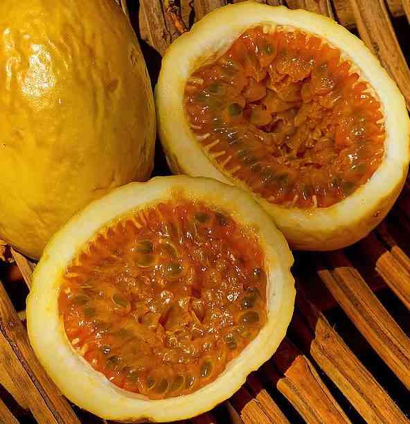 Passiflora edulis var. Flavicarpa (fruit de la passion (grenadille jaune) - taille pot de 25l - 200-225cm