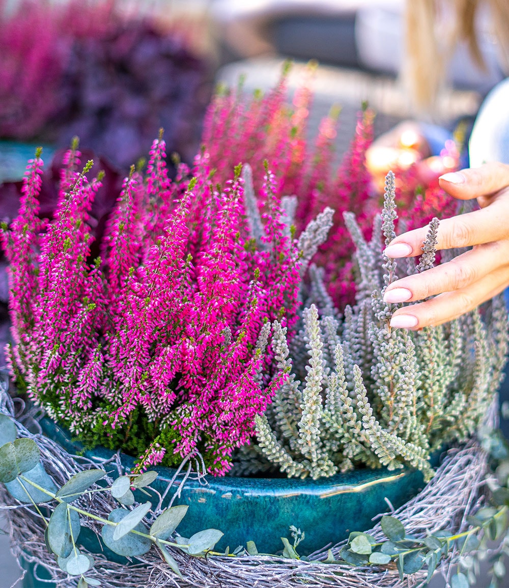 Calluna Knospenheide 'Fluffy Kiss', 11 cm-Topf