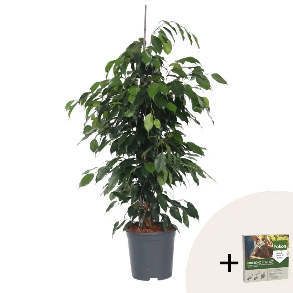 Treurvijg - Ficus benjamina 'Danielle' - Hoogte 100-110cm - ⌀21cm