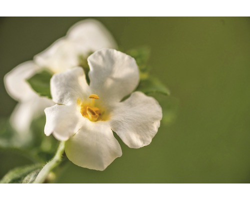 Sneeuwvlokbloem FloraSelf Bacopa x Hybride 'Gulliver Dynamic White' Ø 12 cm pot