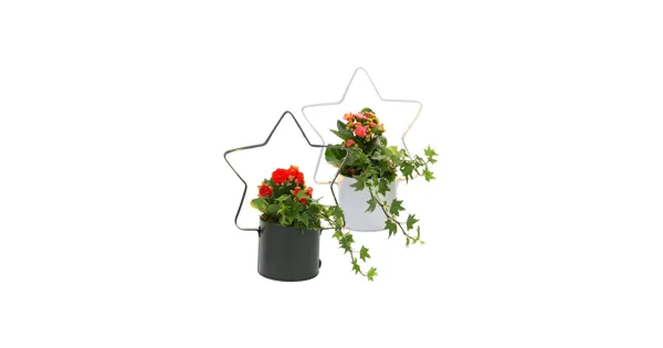 Arrangement Zinkstern