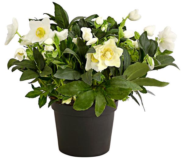 Christrose
