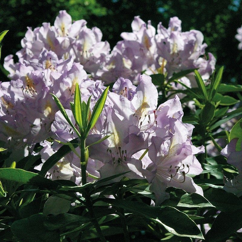 Terre de bruyère forestière pour plantation big bag 500 litres
