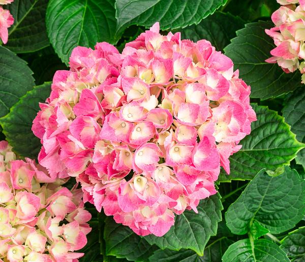 Bauern-Hortensie, ca. 45-55 cm