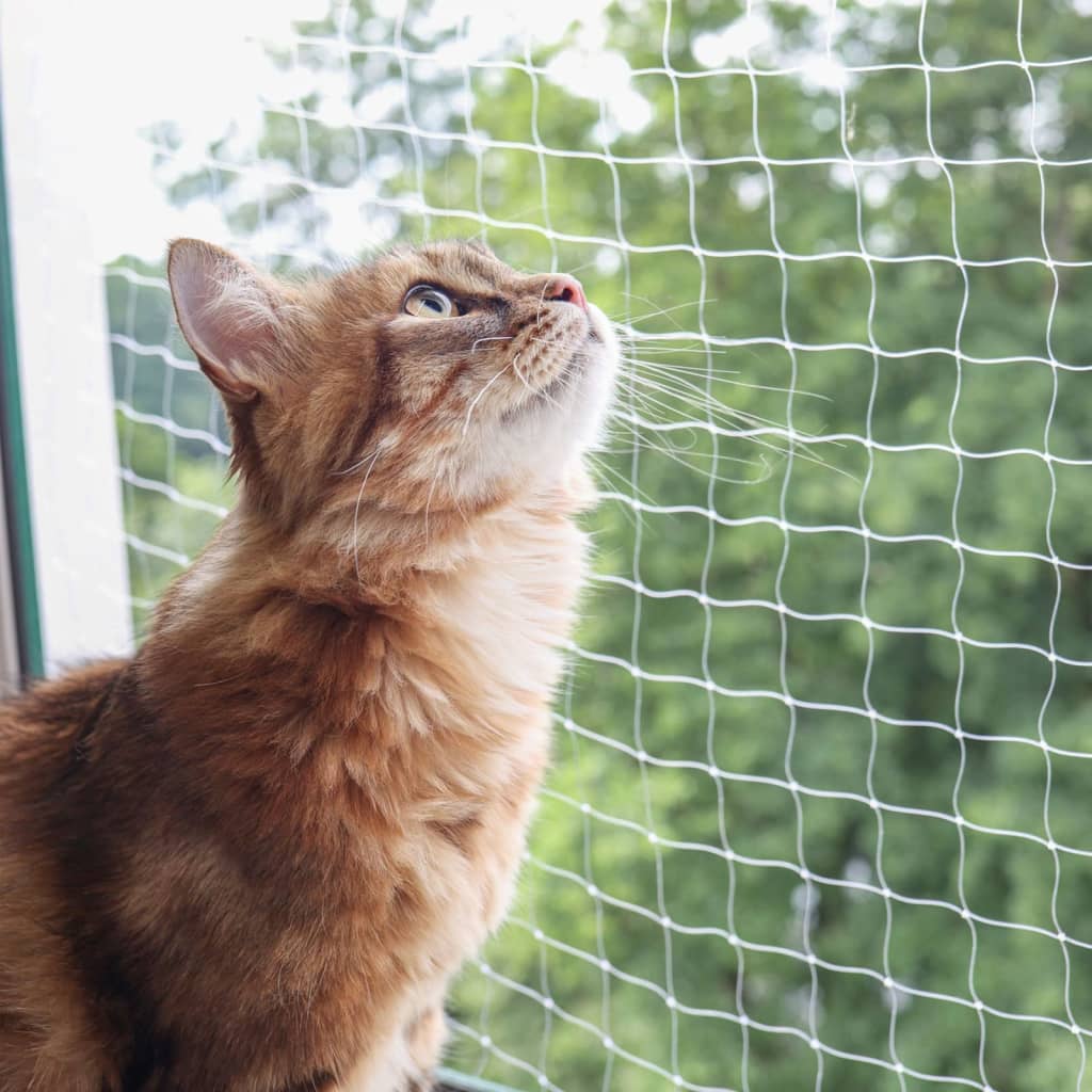 Rede de segurança para gatos