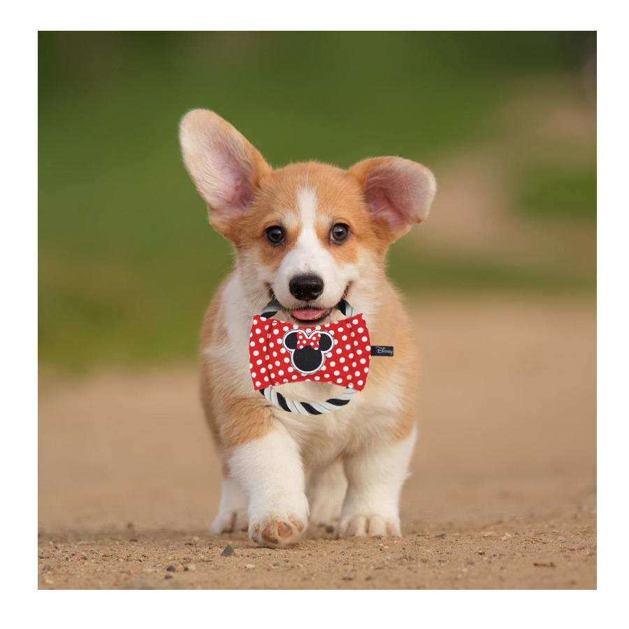 Disco de corda para cachorro da Minnie Mouse da Disney