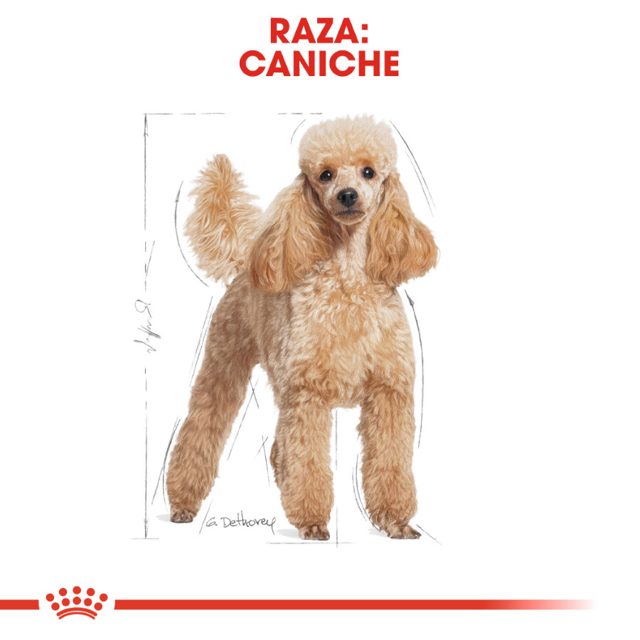Sachê de Patê Royal Canin para Cães Adultos da Classe Poodle