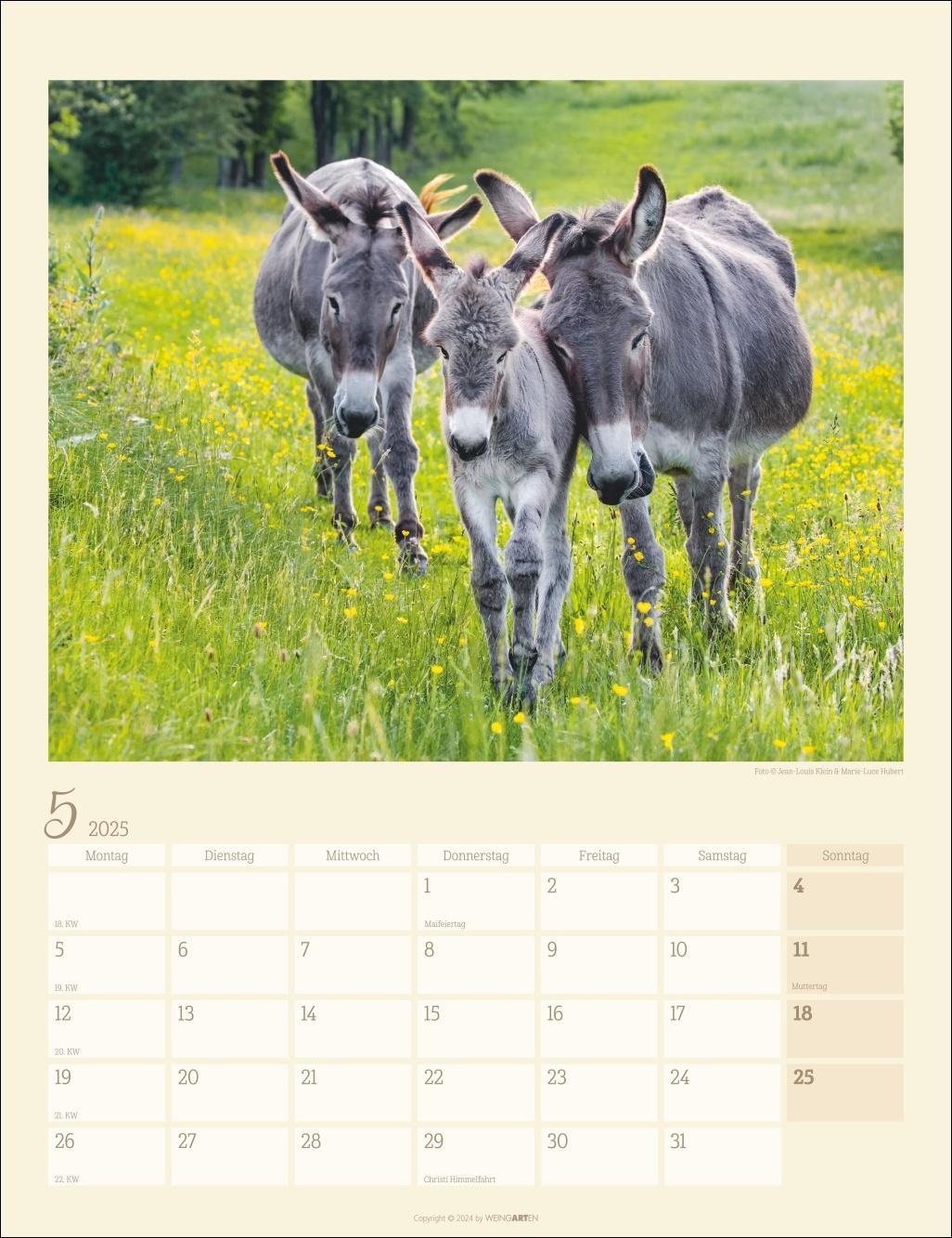 Esel Kalender 2025