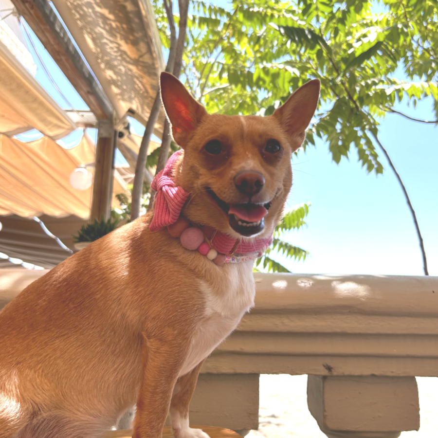 Coleira personalizada para cães com pompons
