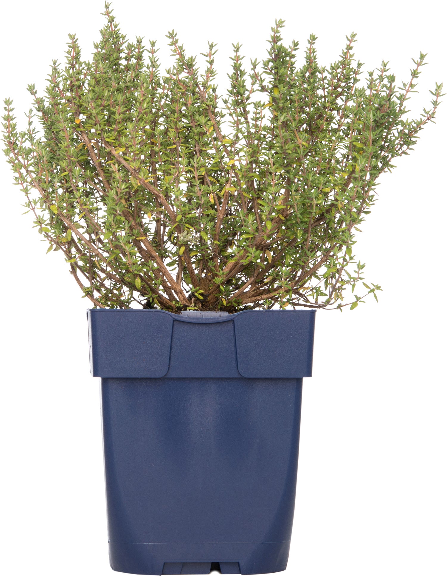 Tijm (Thymus vulgare 'Compactus') D 11 H 10 cm