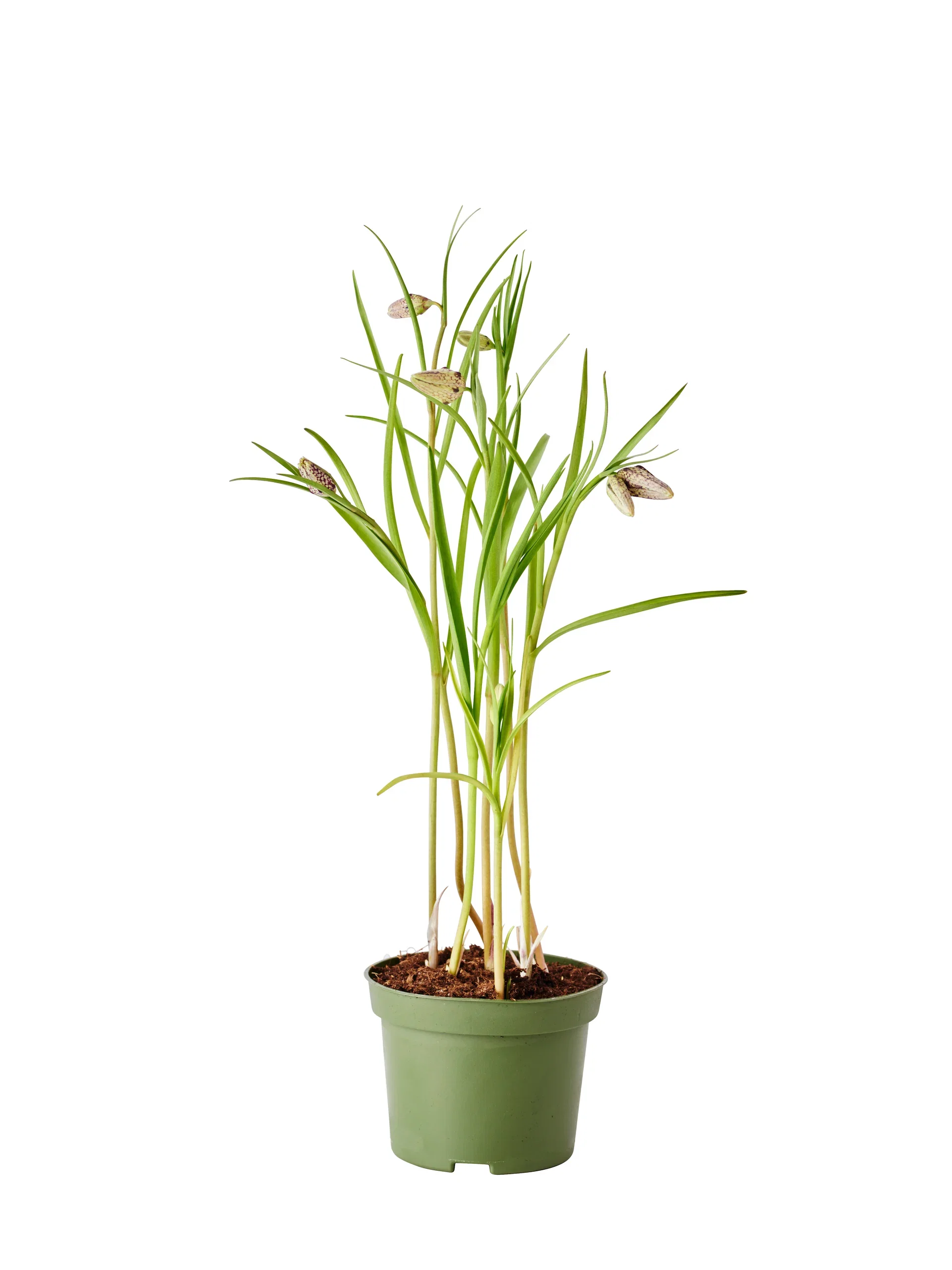 Fritillaria meleagris Rutelilje Ø12 cm