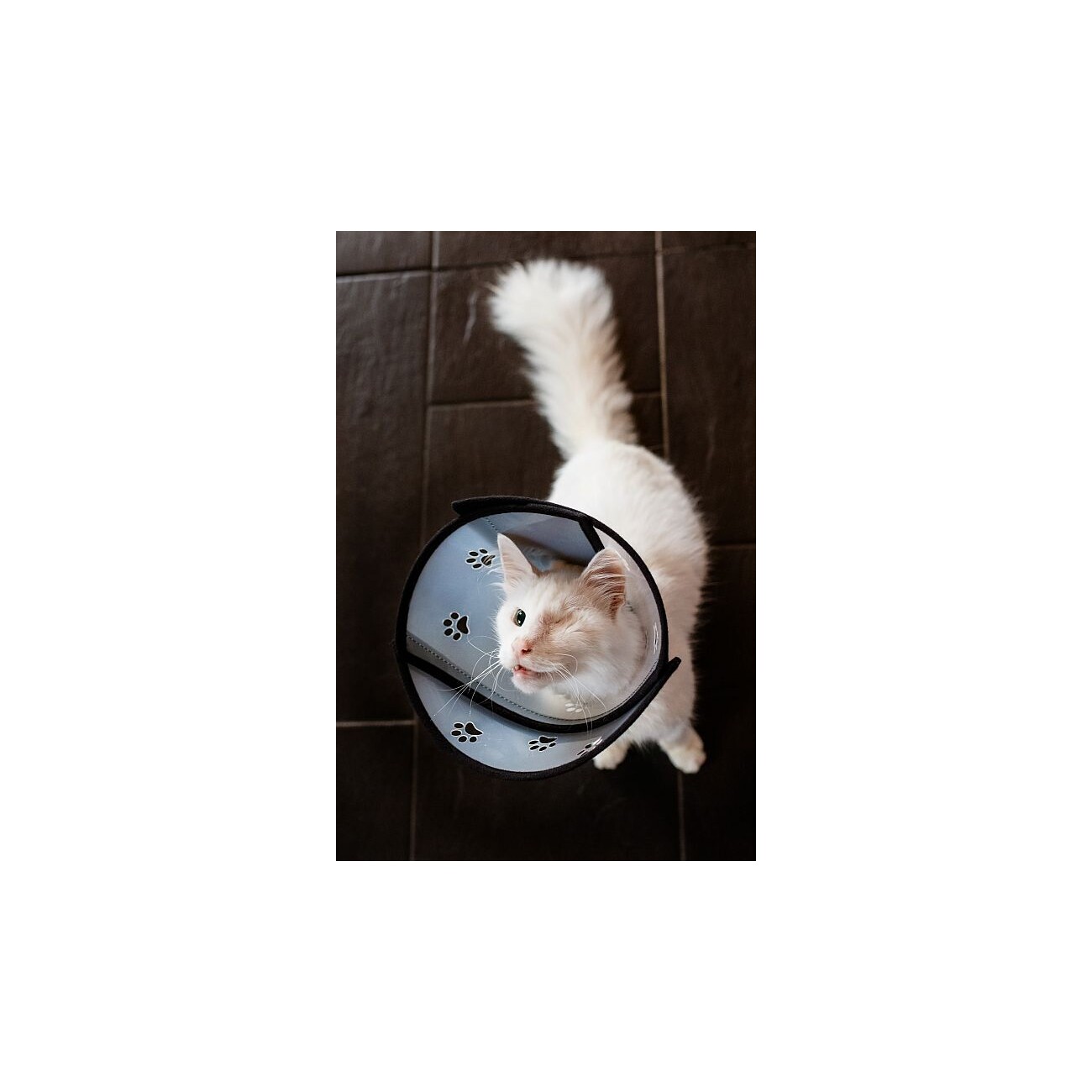 4Cats Pet Airs Schutzkragen XS