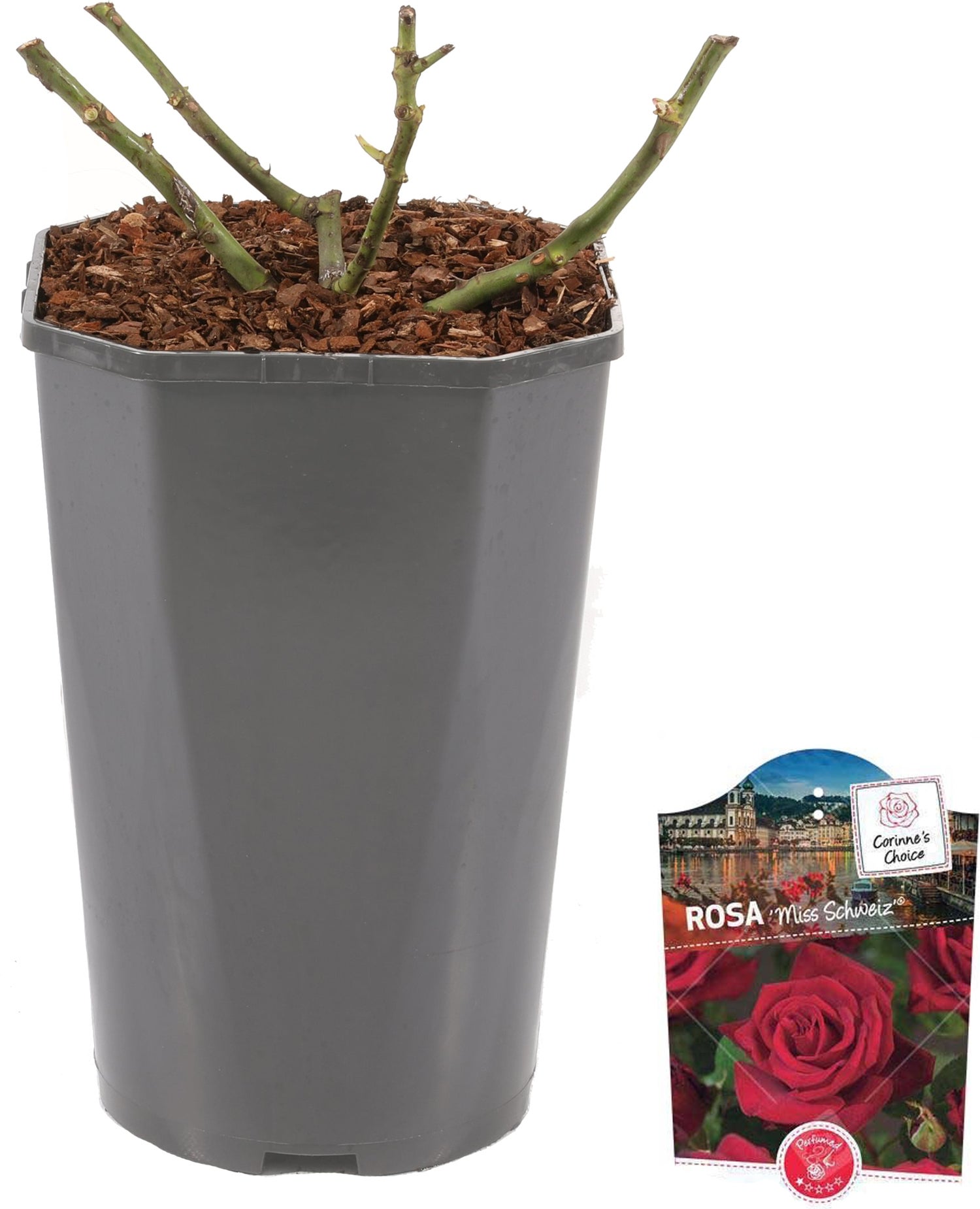 Grootbloemige Roos (Rosa 'Miss Schweiz') D 23 H 25 cm
