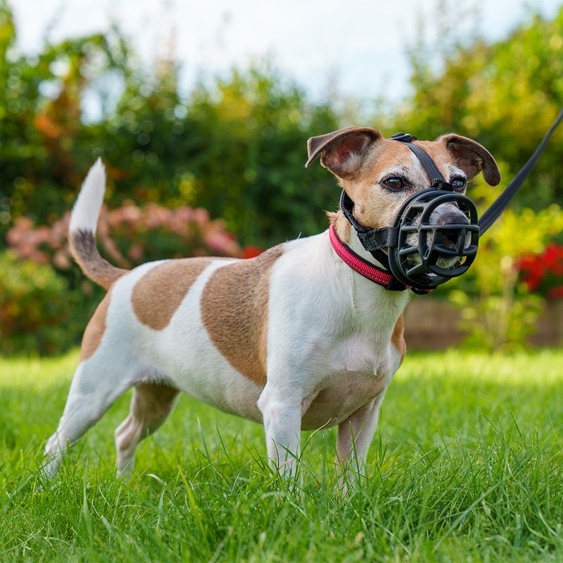 Muselière Baskerville Ultra 2.0 pour chien