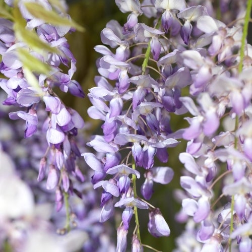 Blauwe regen (Wisteria sinensis) D 16 H 75 cm