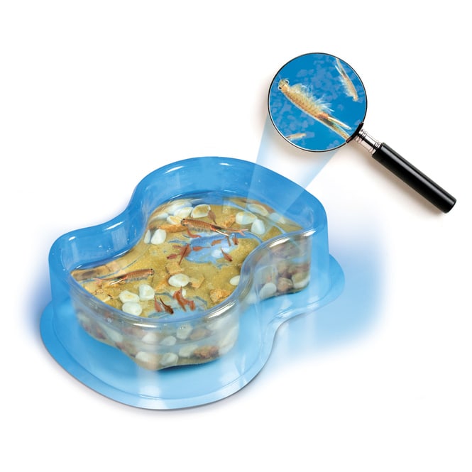 Galileo - Salzkrebse - Clementoni