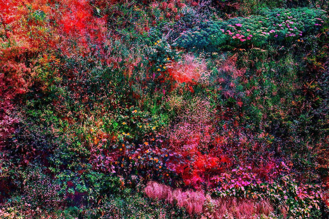Wall of Nature VIII by Viet Ha Tran - Limited Edition. Edition of: 150. Signed.